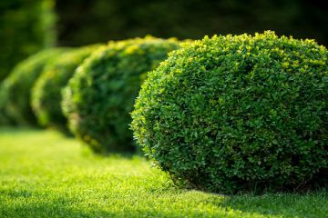 Tree & Shrub